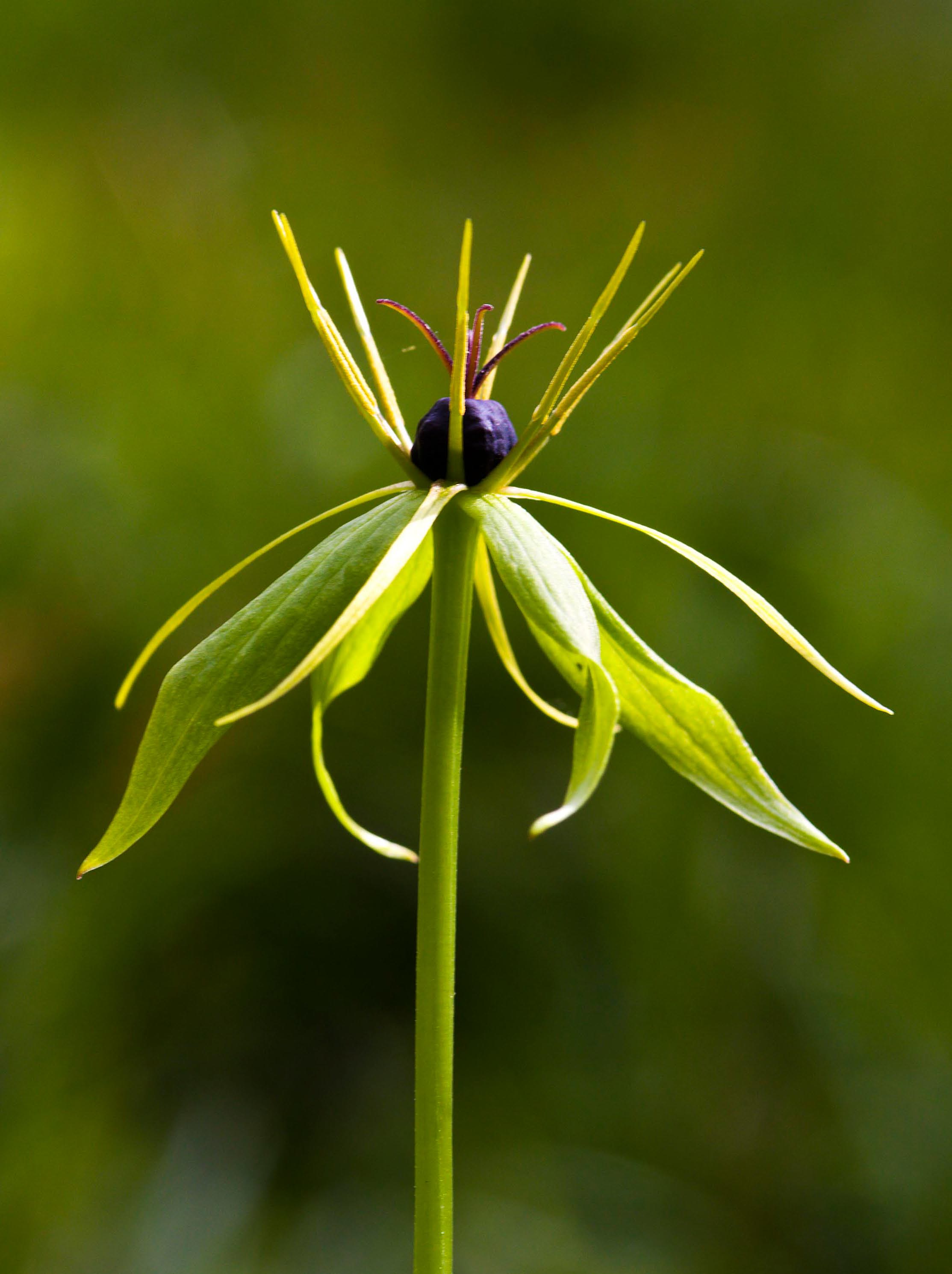 Herb Paris
